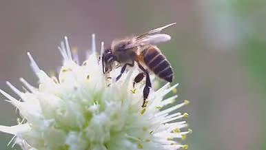 勤劳的蜜蜂在采蜜视频的预览图